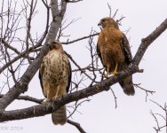 RS Hawks mate-8164.JPG