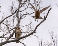 RS Hawks mate-8166.JPG