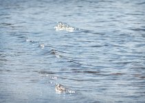 _DSC5933 low res.jpg