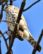 _ROY6685_00001.jpg