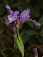 Iris.JPG