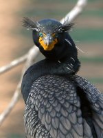 Cormorant.JPG