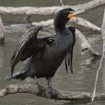 Cormorant5.JPG