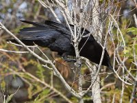 Crow3.JPG