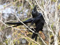 Crow4.JPG