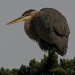 GBH4.JPG