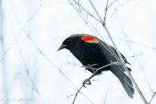 20190317-_D714872.jpg 20190317-_D714872.jpg