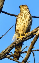 _ROY6755_00001.jpg