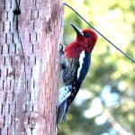 DSC_1336Ajpg1000.jpg