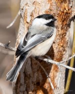 Chickadee-430.jpg