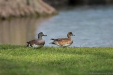 T502 500PF Wigeon Pair-479.jpg