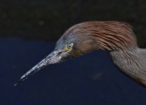 _ROY7767_00001.jpg