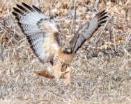 HawkSnake-401.jpg