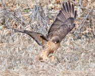 HawkSnake-402.jpg