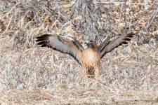 HawkSnake-403.jpg
