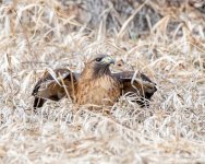 HawkSnake-404.jpg