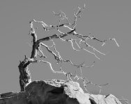 GnarlyTree-401.jpg