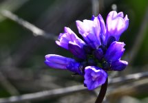 _ROY7883_00001.jpg