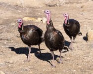 Turkeys-400.jpg