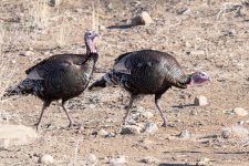 Turkeys-401.jpg