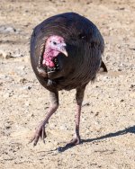 Turkeys-402.jpg