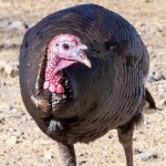 Turkeys-403.jpg