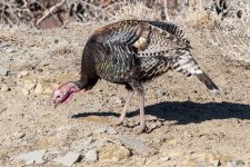 Turkeys-405.jpg