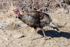 Turkeys-406.jpg