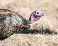 Turkeys-408.jpg