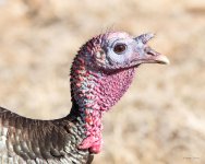 Turkeys-410.jpg