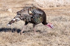 Turkeys-409.jpg