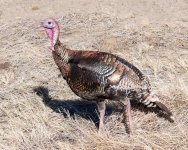 Turkeys-414.jpg