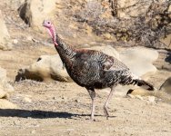Turkeys-415.jpg