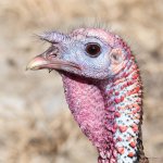 Turkeys-412.jpg