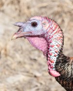 Turkeys-411.jpg