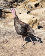 Turkeys-404.jpg