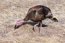 Turkeys-413.jpg
