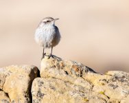 HouseWren-401.jpg