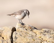 HouseWren-402.jpg