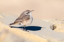 HouseWren-403.jpg