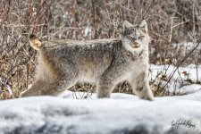 Lynx 05.jpg