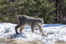 Lynx 6.jpg