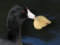Coot.JPG