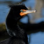 Cormorant5.JPG
