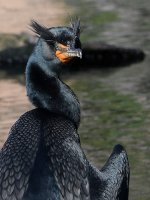 Cormorant7.JPG