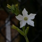 WhiteFlower.JPG