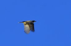 _ROY8194_00001.jpg