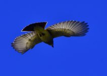 _ROY8202_00001.jpg