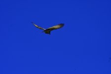 _ROY8203_00001.jpg