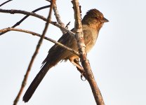 _ROY8312_00001.jpg